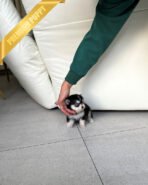 JACKSON - MALE (PURCHASED by ALMA) - Image 3