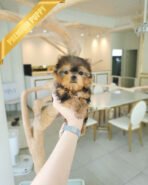 MILO - MALE (PURCAHSED by ANTHONY) - Image 3