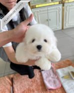 FINN - MALE (PURCHASED by RT) - Image 4