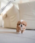 HAZEL - FEMALE (PURCHASED by LEE) - Image 4