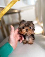 KOFI - MALE (PURCHASED by ANDEE)