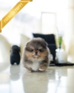 BAMBI - MALE (PURCHASED by ANA) - Image 2