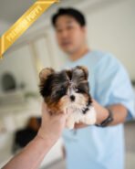 NICO - MALE (PURCHASED by ALINE) - Image 3