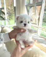 TOBY - MALE (PURCHASED by SAM) - Image 4