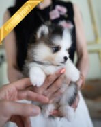 ROXY - FEMALE (PURCHAED by IGNACIO) - Image 3