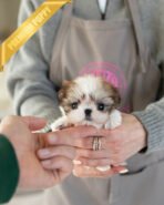 BENNY - MALE (PURCHASED by AKIRA) - Image 2