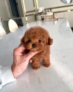 OLIVER - MALE (PURCHASED by ALEXIA&GREGORY) - Image 3