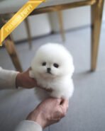 BUTTONS - FEMALE (PURCHASED by KANG) - Image 2