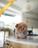 HUGO - MALE (PURCHASED by GIMENA) - Image 5