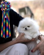 GIOVANNI - MALE (PURCHASED by DON) - Image 2