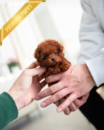 DAPHNE - FEMALE (PURCHASED by THERESA)