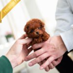 DAPHNE - FEMALE (PURCHASED by THERESA)