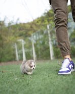 HURRICANE - MALE (PURCHASED by KURDI) - Image 4