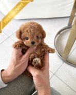 HENRI - MALE (PURCHASED by CHLOE)