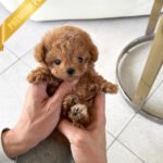 HENRI - MALE (PURCHASED by CHLOE)