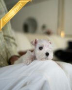 NOVA - FEMALE (PURCHASED by NOUF) - Image 2