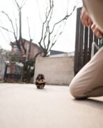 EMMA - FEMALE (PURCHASED by PETER) - Image 6