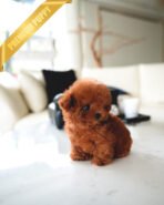 BERRY - FEMALE (PURCHASED by MARY) - Image 5