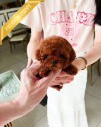 AMELIA - FEMALE (PURCHASED by MARIANA)