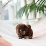 PIXIE - FEMALE (PURCHASED by JAYLAH)