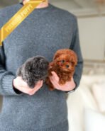 COCO - FEMALE (PURCHASED by CHO) - Image 4