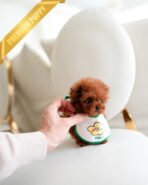 ARLO - MALE (PURCHASED by SARAH) - Image 3