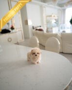 LALA - FEMALE (PURCHASED by CHLOE) - Image 4