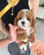 BAMBI - MALE (PURCHASED by RICHARD) - Image 2