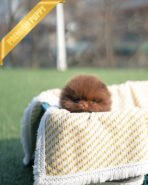 NUTELLA - FEMALE (PURCHASED by ANDREA)