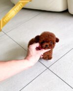 VELVET - FEMALE (PURCHASED by ARMANDINA) - Image 2