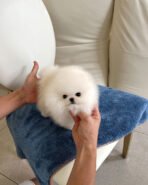 ROMEO - MALE (PURCHASED by BELL)