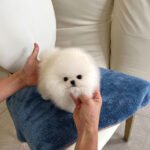 ROMEO - MALE (PURCHASED by BELL)