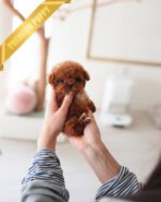 SIMON - MALE (PURCHASED by LOUIE)