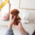 SIMON - MALE (PURCHASED by LOUIE)