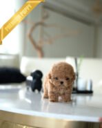 DOLLY - FEMALE (PURCHASED by ROCIO) - Image 3