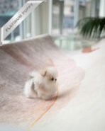 TIFFANY - FEMALE (PURCHASED by SONIA) - Image 5