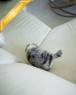 CHASE - MALE (PURCHASED by JAY) - Image 5