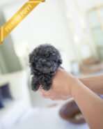 STERLING - MALE (PURCHASED by LEVY)