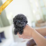 STERLING - MALE (PURCHASED by LEVY)