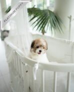 TAFFY - FEMALE (PURCHASED by DEDDY) - Image 4