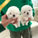 BRUNO & BELLA  - MALE & FEMALE