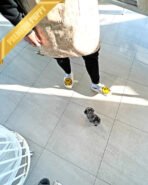 BREANA - FEMALE (PURCHASED by ITALIA) - Image 4