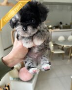 DEXTER - MALE (PURCHASED by CHRISTINE) - Image 2