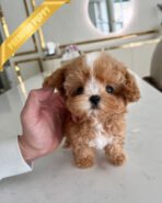 JESSICA - FEMALE (PURCHASED by ROSANNE)