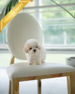 BEAU - MALE (PURCHASED by APURVA) - Image 3