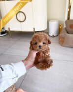 BELLA - FEMALE (PURCHASED by LAURA)