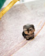 CHLOE - FEMALE (PURCHASED by QUEENIE) - Image 4