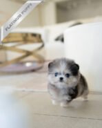 GISELLE - FEMALE (PURCHASED by KIM)