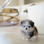 GISELLE - FEMALE (PURCHASED by KIM)