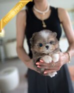 BENTLEY - MALE (PURCHASED by HEATHER) - Image 2